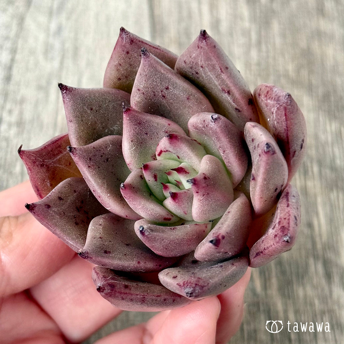 チャカ（エアーマジック農園苗）