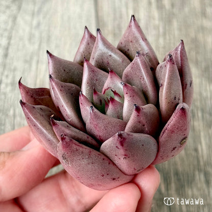 チャカ（エアーマジック農園苗）