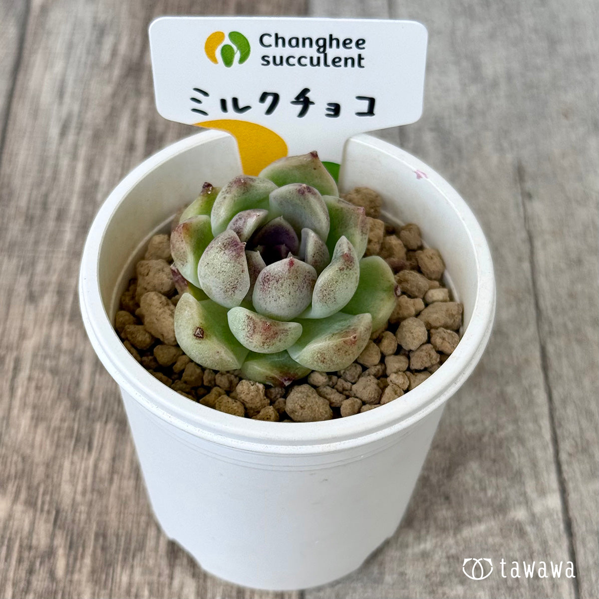 New Arrivals: Ice Green