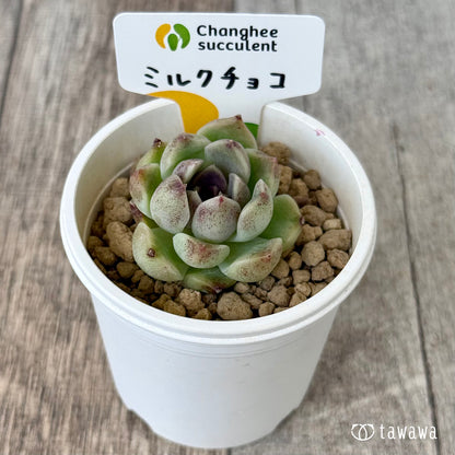 New Arrivals: Ice Green