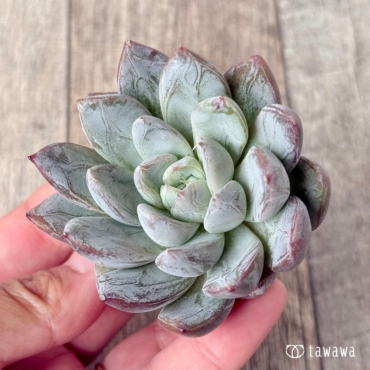 Sisberry (Air Magic Farm Seedling)