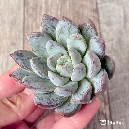 ＊新入荷＊　シスベリー（エアーマジック農園苗）