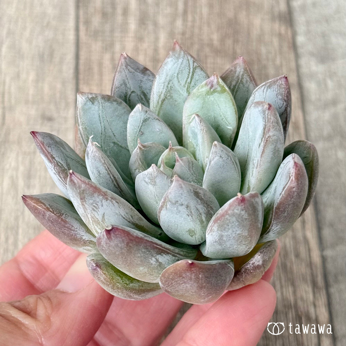 Sisberry (Air Magic Farm Seedling)