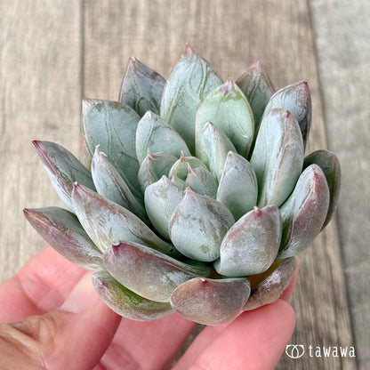 ＊新入荷＊　シスベリー（エアーマジック農園苗）