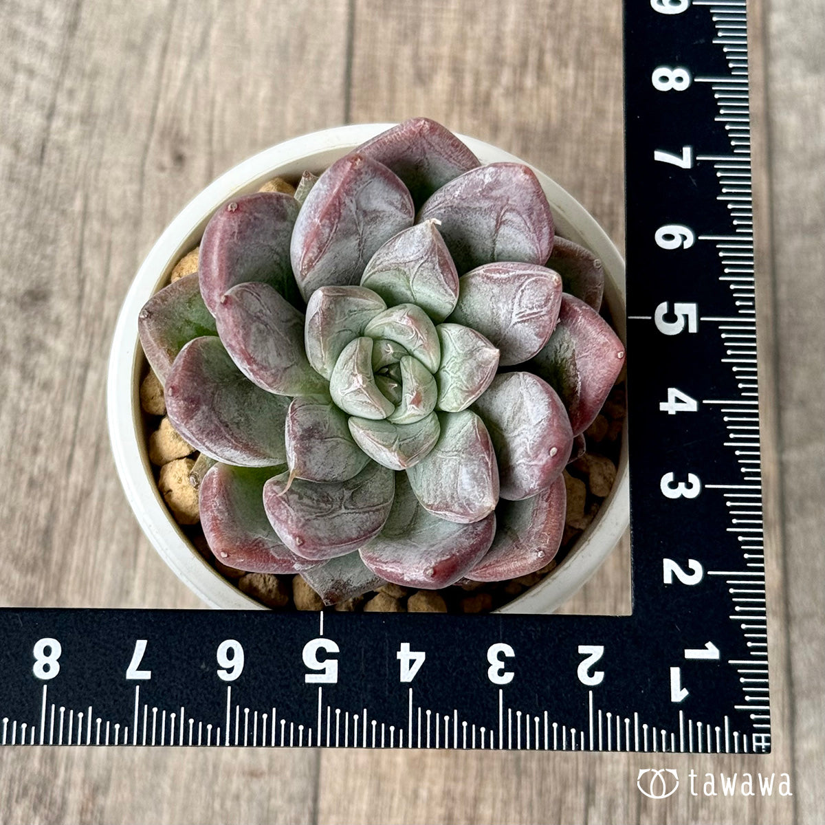 Sisberry (Air Magic Farm Seedling)