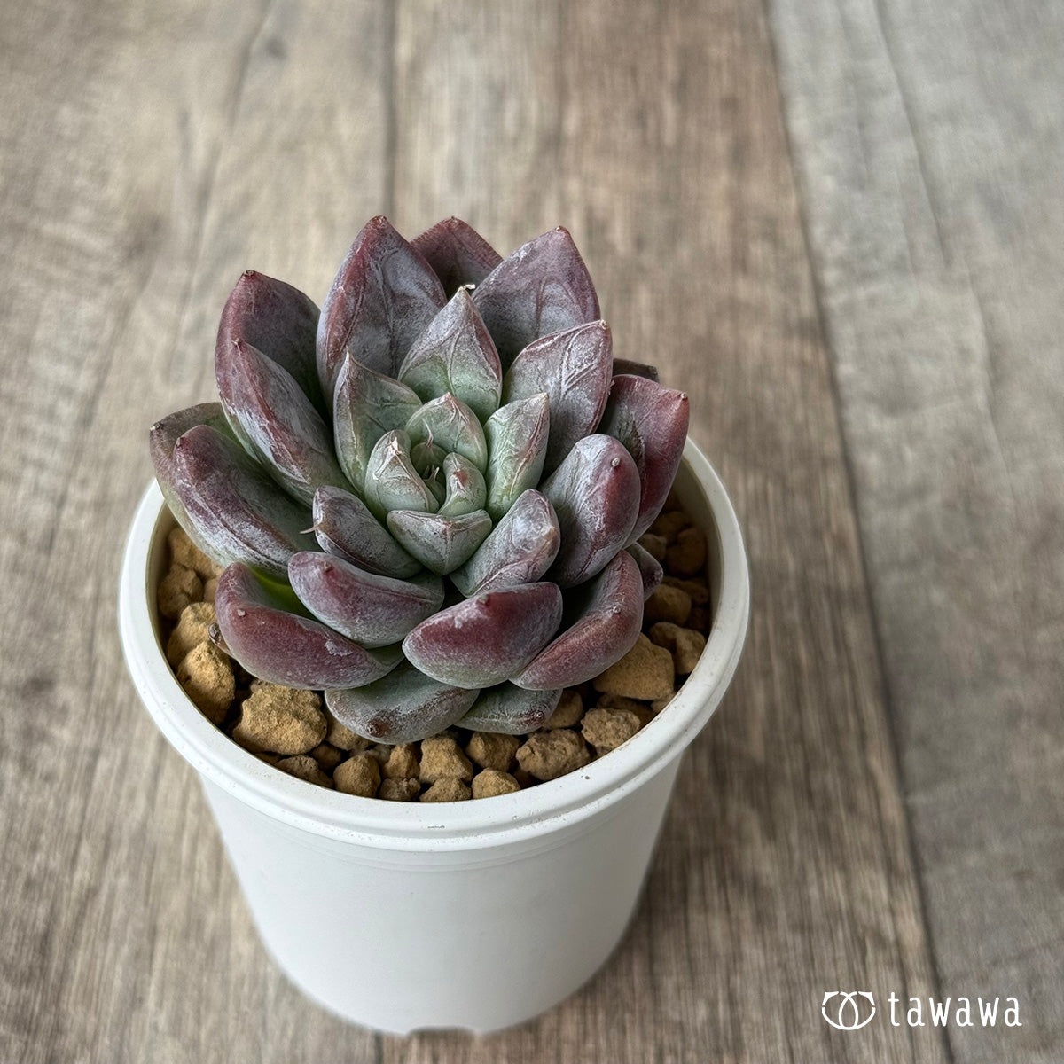 Sisberry (Air Magic Farm Seedling)