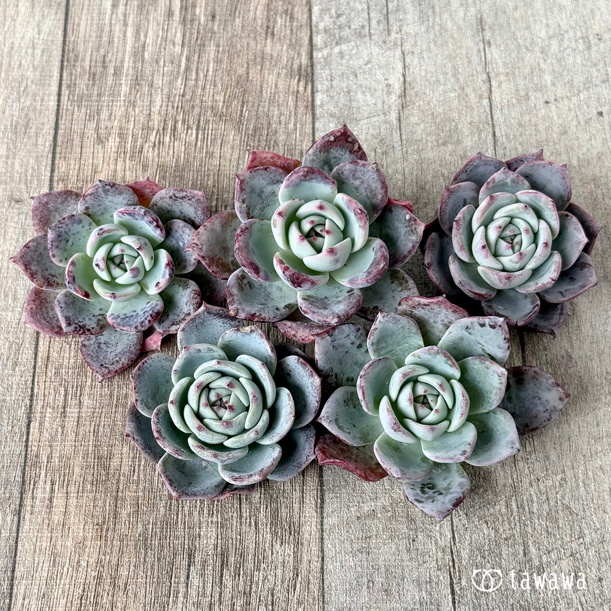 ホンルモン（エアーマジック農園苗）