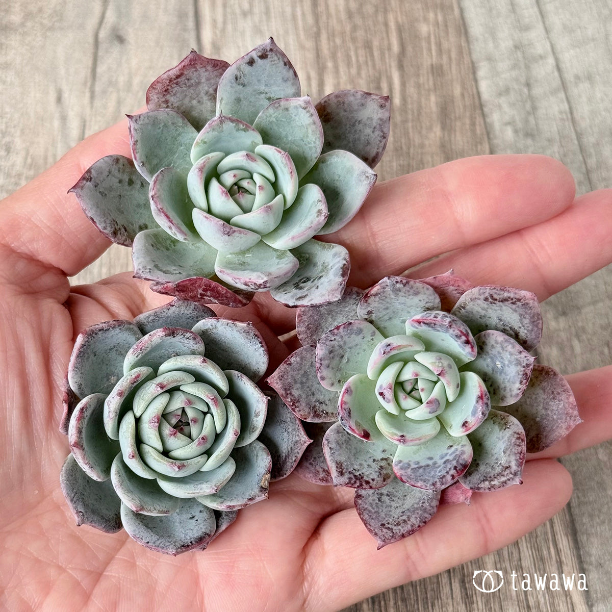 ホンルモン（エアーマジック農園苗）