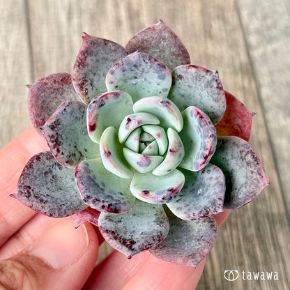 ホンルモン（エアーマジック農園苗）