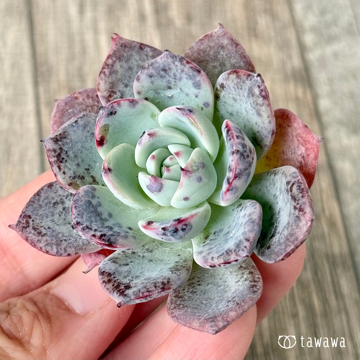 ホンルモン（エアーマジック農園苗）