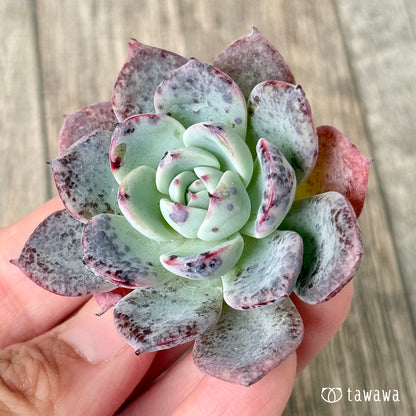 ホンルモン（エアーマジック農園苗）