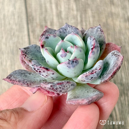 ホンルモン（エアーマジック農園苗）