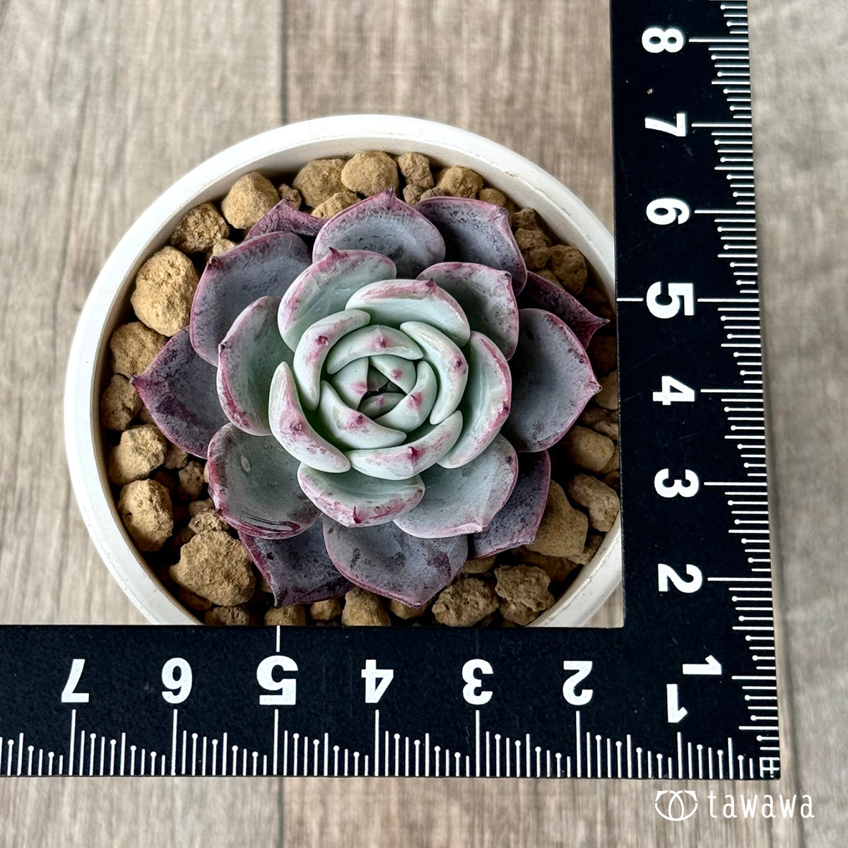 ホンルモン（エアーマジック農園苗）