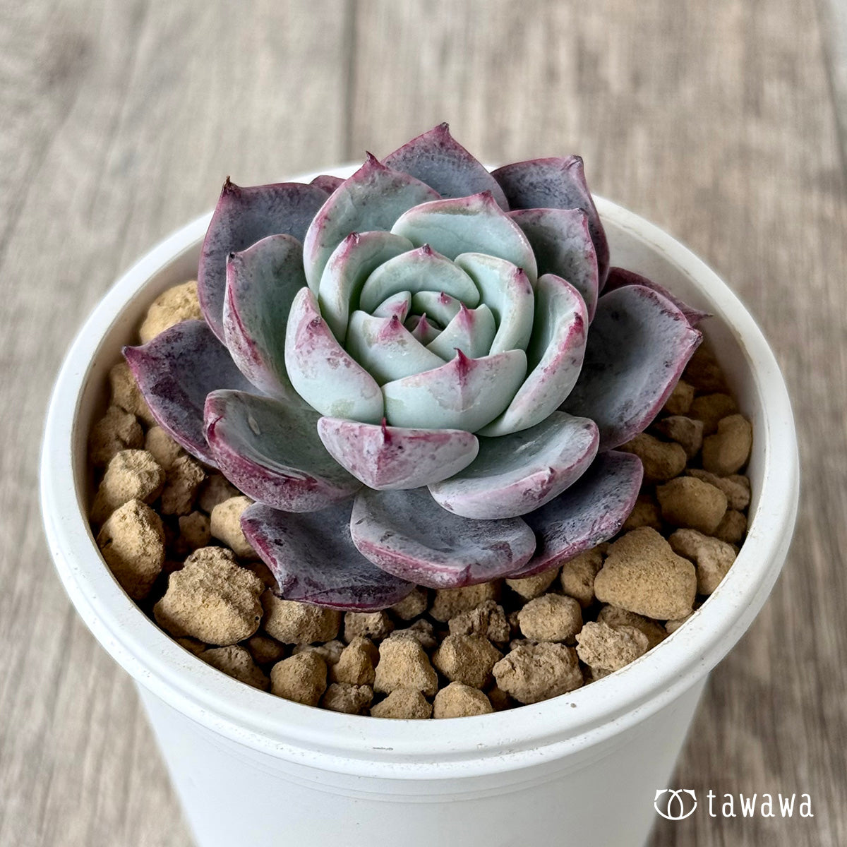 ホンルモン（エアーマジック農園苗）