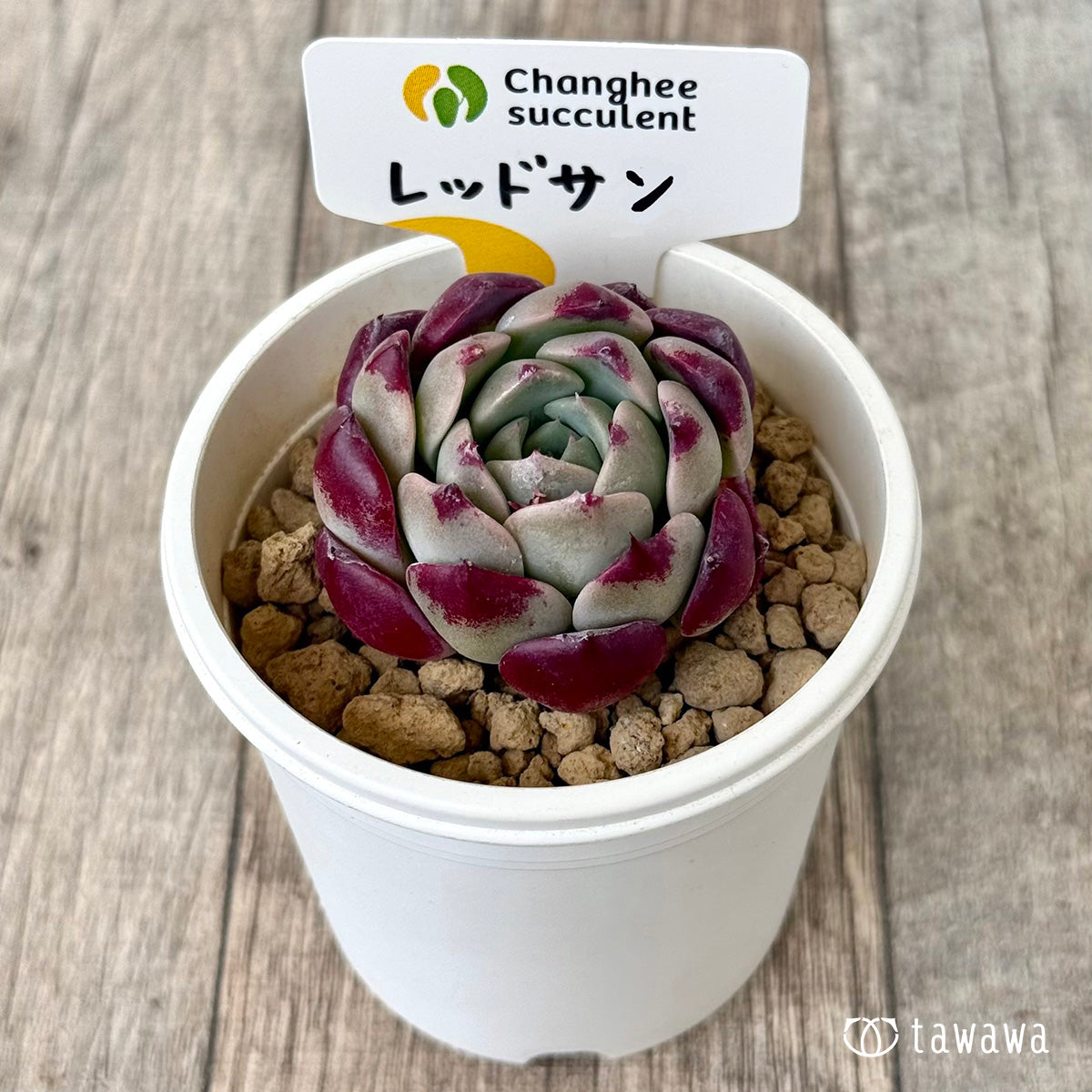 レッドサン【１】（チャンヒー農園苗）