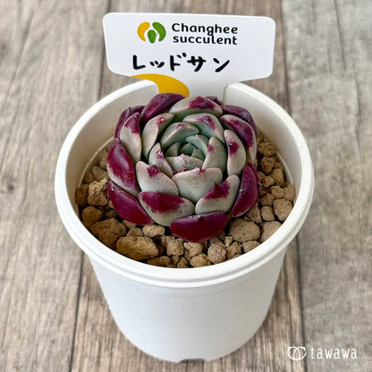 レッドサン【１】（チャンヒー農園苗）