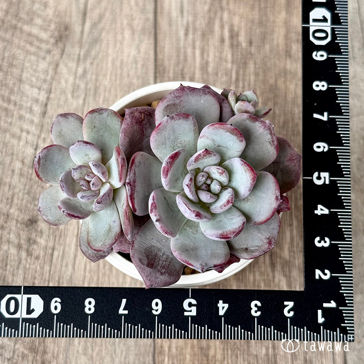 ＊新入荷＊　コールドピンク【多頭】（エアーマジック農園苗）