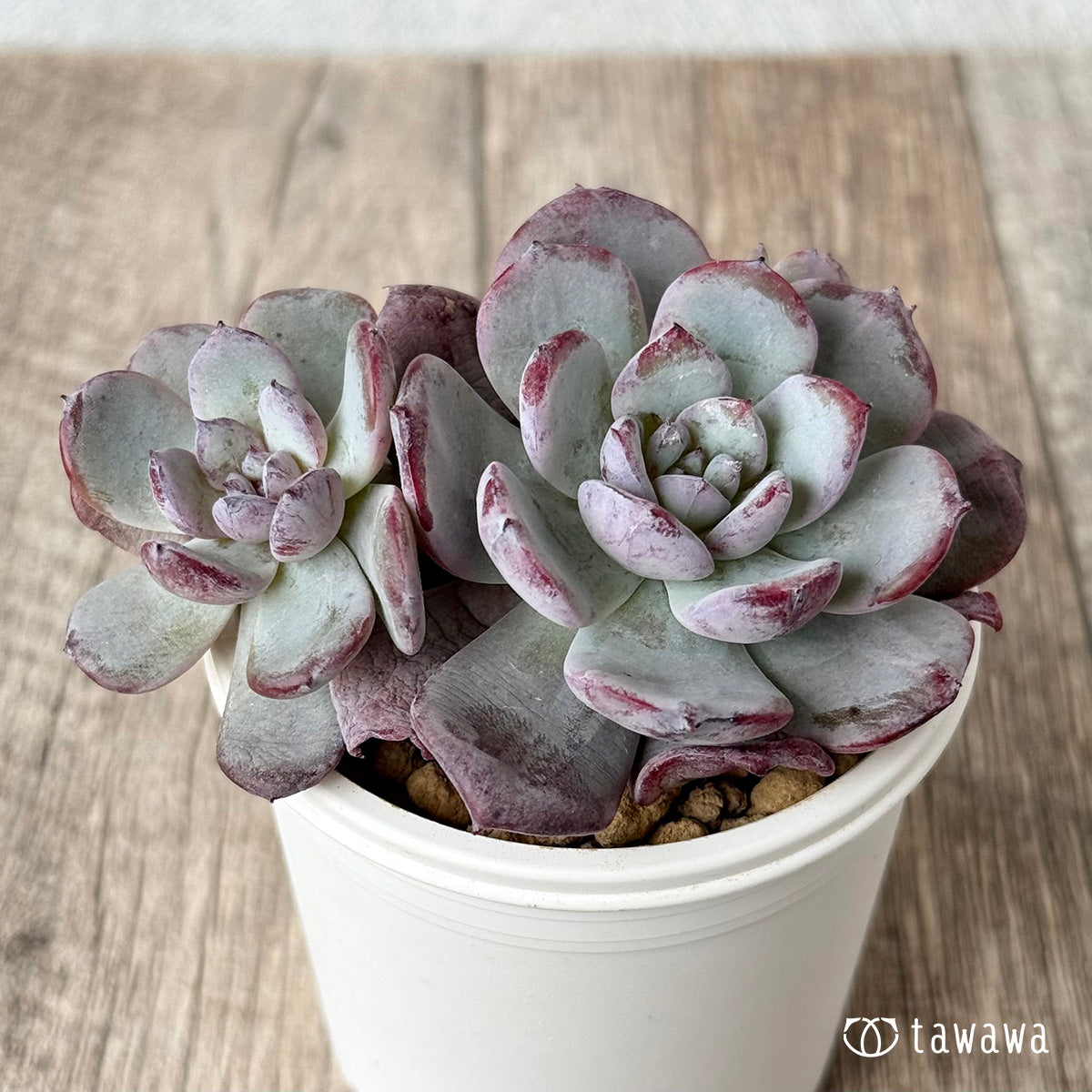 Cold Pink [multi-headed] (Air Magic Farm seedling)