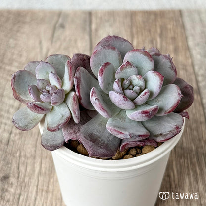 ＊新入荷＊　コールドピンク【多頭】（エアーマジック農園苗）