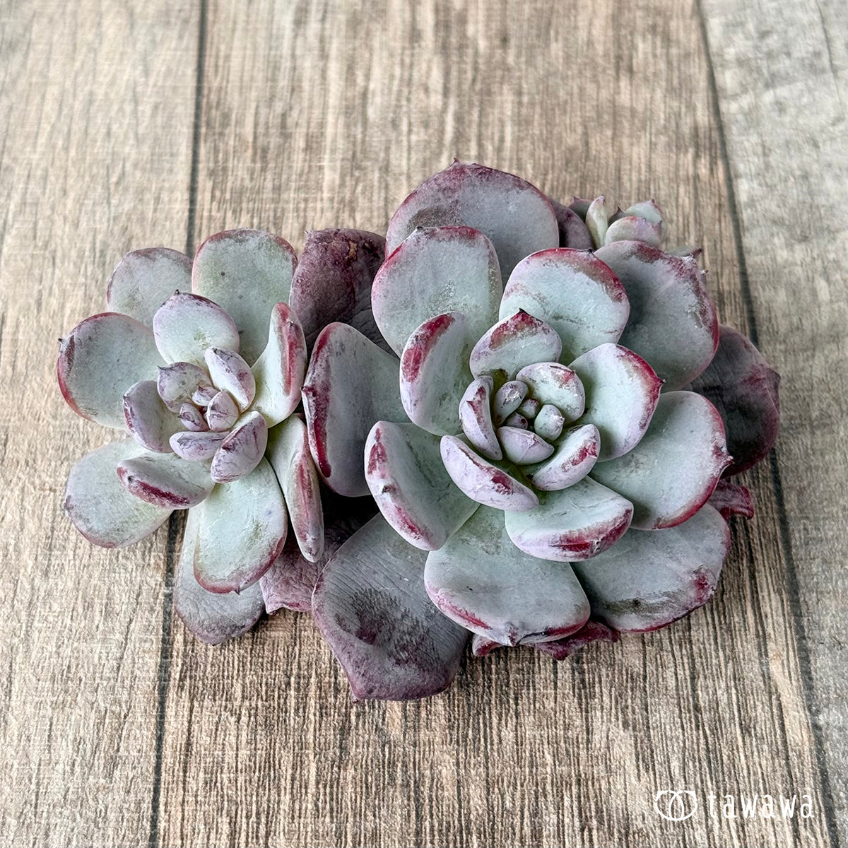 ＊新入荷＊　コールドピンク【多頭】（エアーマジック農園苗）