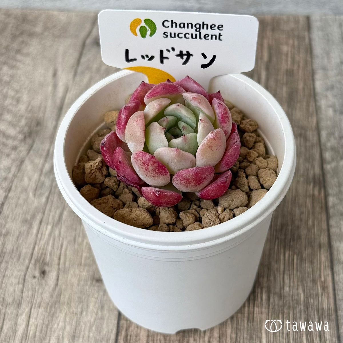 4/22発売】レッドサン【2】（チャンヒー農園苗） – 多肉植物の通販