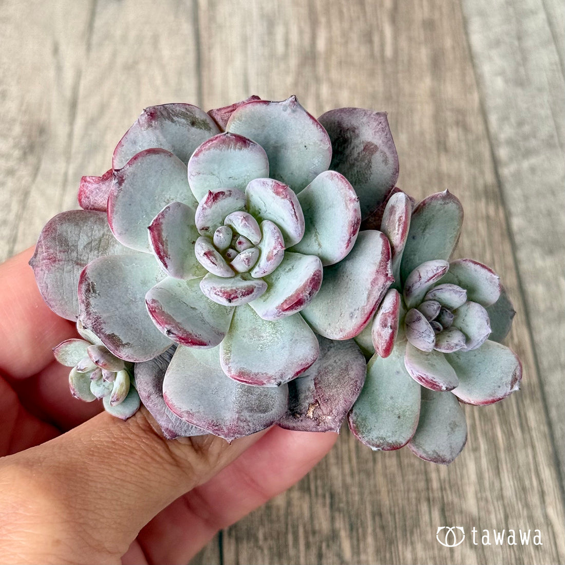 *新入荷* コールドピンク【多頭】(エアーマジック農園苗)