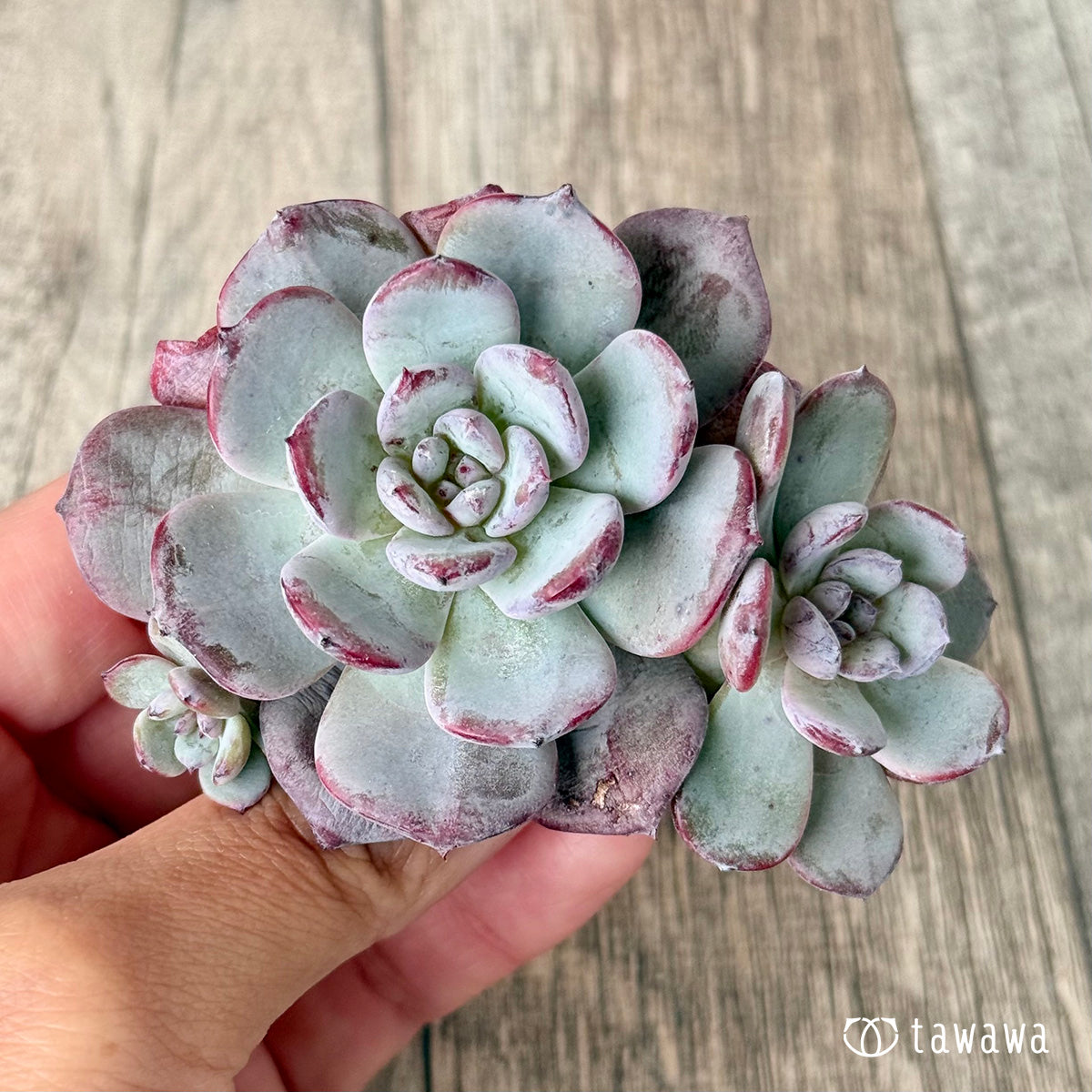 Cold Pink [multi-headed] (Air Magic Farm seedling)