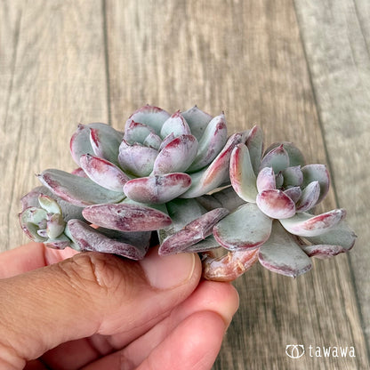 ＊新入荷＊　コールドピンク【多頭】（エアーマジック農園苗）