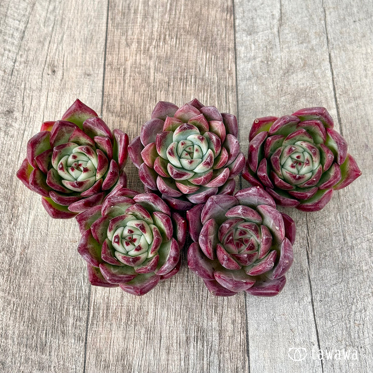 ＊新入荷＊　レッドチヒロ　スペシャル【単頭】（エアーマジック農園苗）