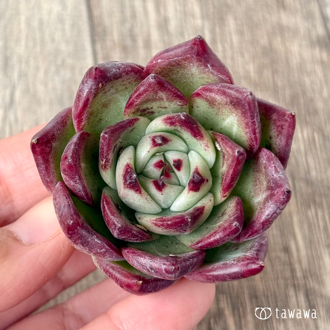 レッドチヒロ スペシャル【単頭】(エアーマジック農園苗)