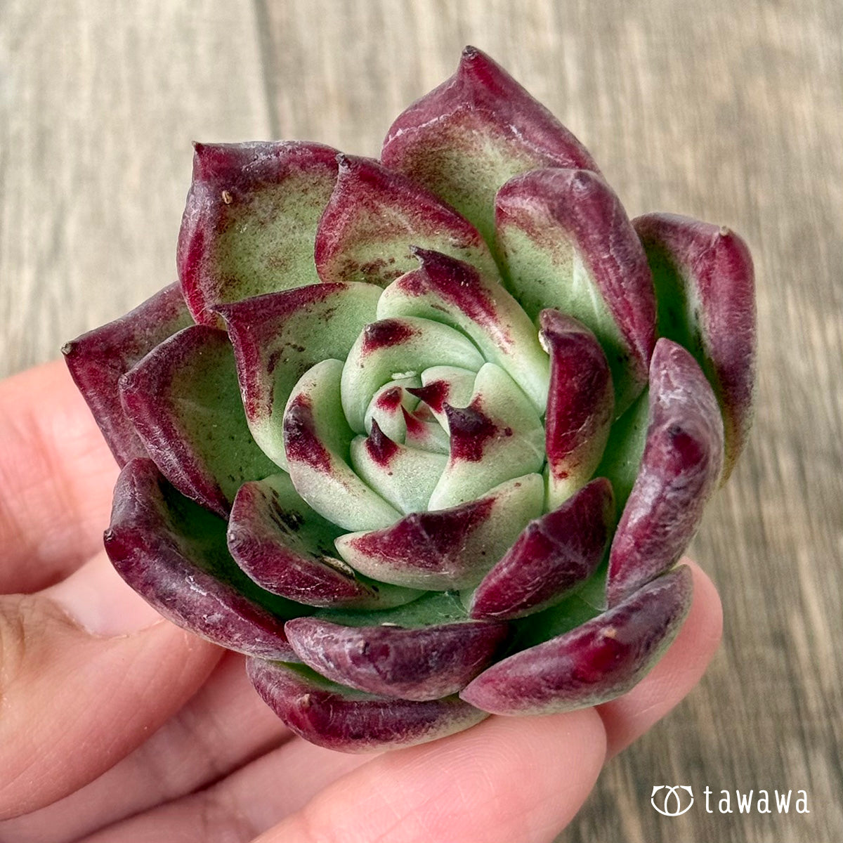 レッドチヒロ スペシャル【単頭】（エアーマジック農園苗） – 多肉植物