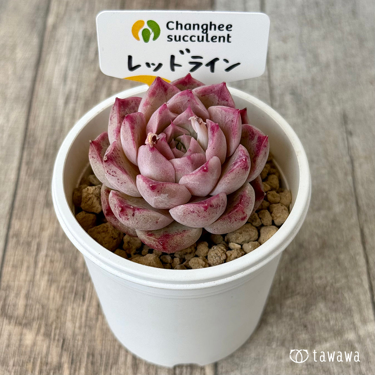レッドライン　（チャンヒー農園苗）