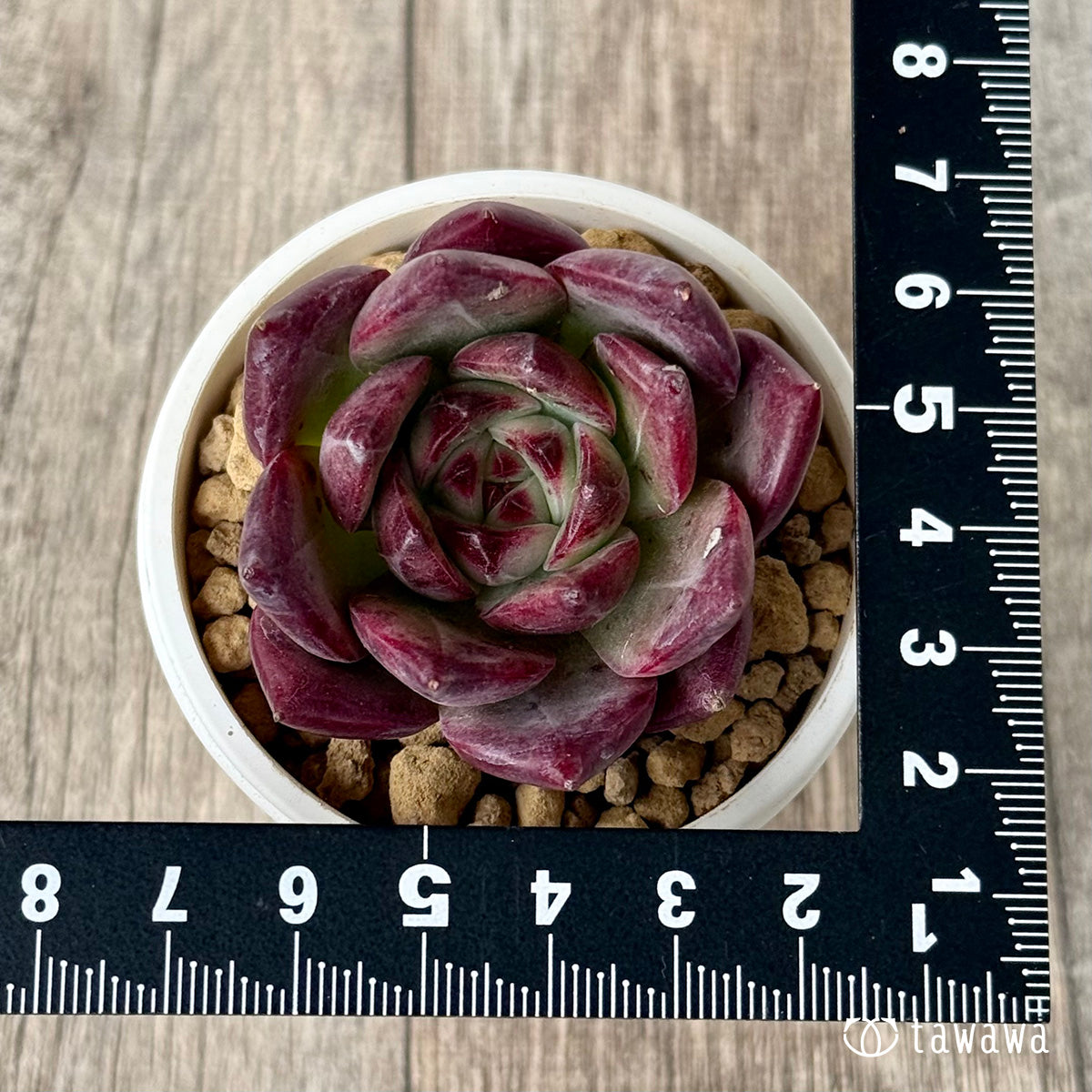 ＊新入荷＊　レッドチヒロ　スペシャル【単頭】（エアーマジック農園苗）