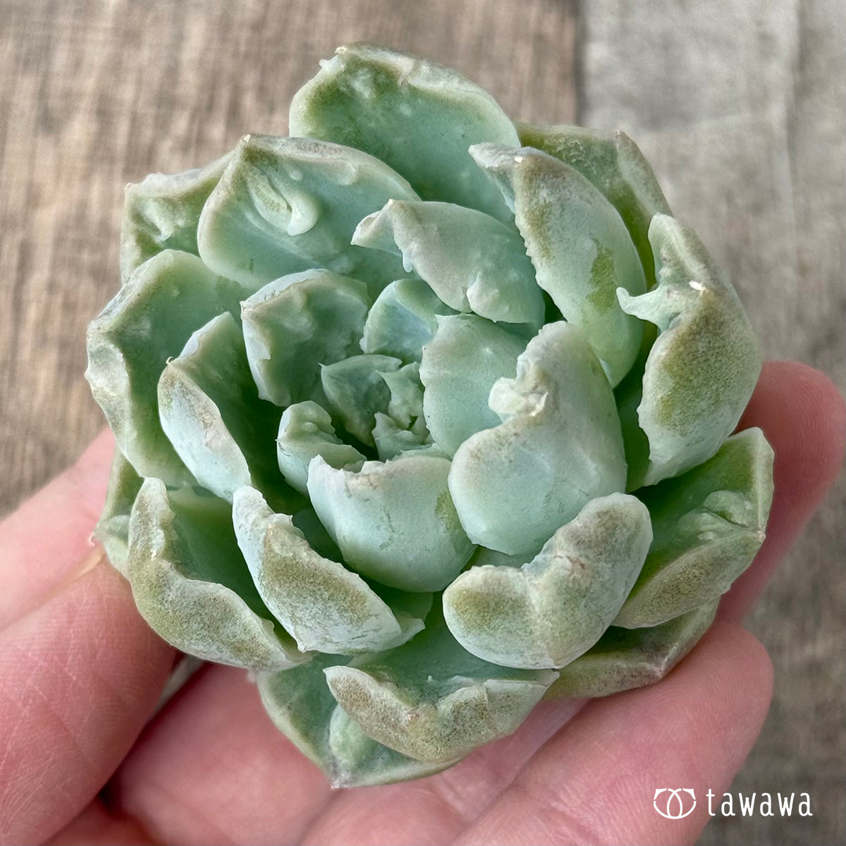 エンジェルデュー【1】（チャンヒー農園苗） – 多肉植物の通販・販売