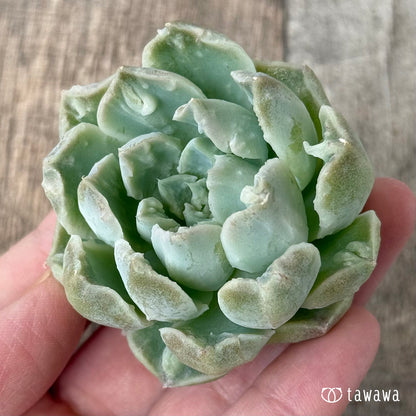 エンジェルデュー【１】（チャンヒー農園苗）