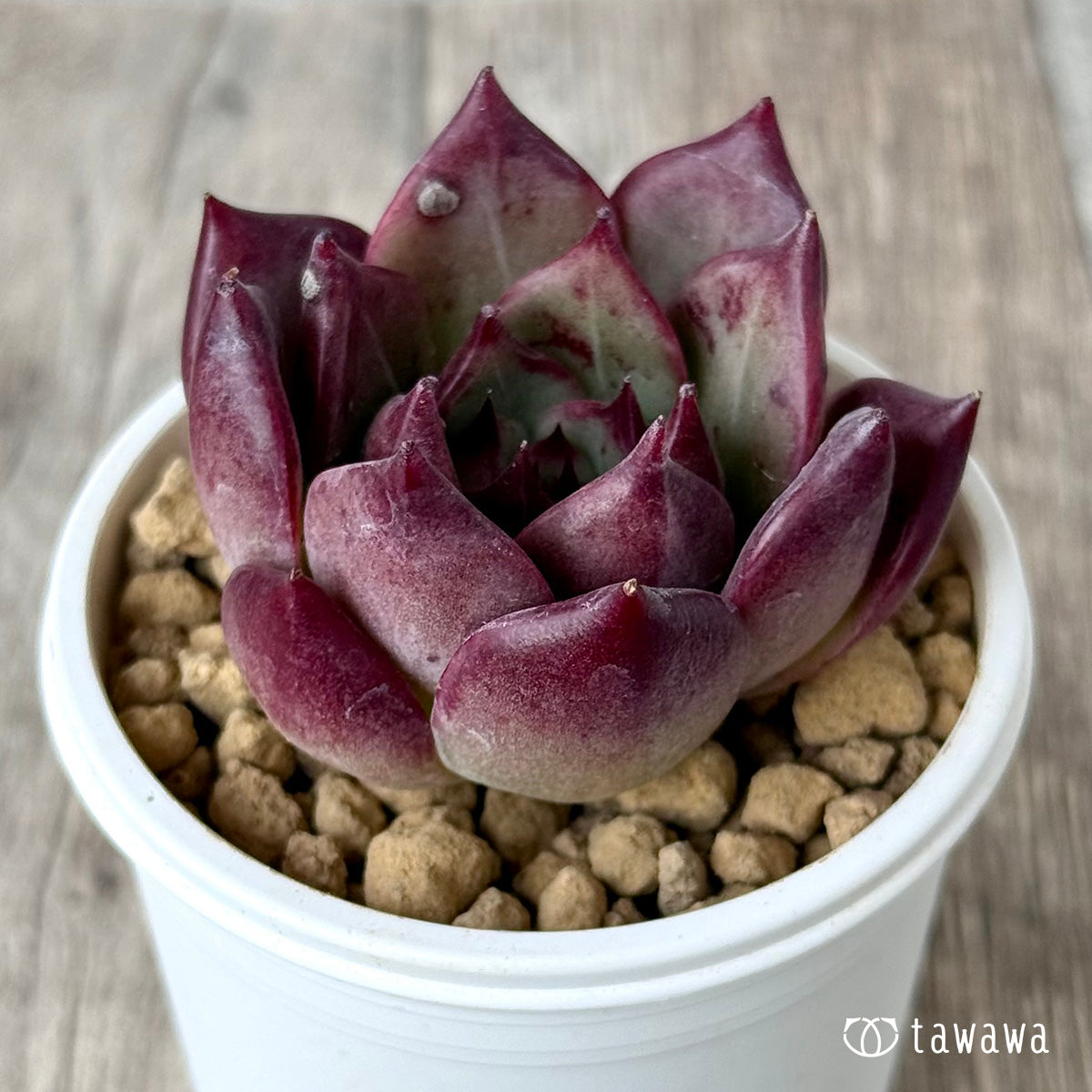 ＊新入荷＊　レッドチヒロ　スペシャル【単頭】（エアーマジック農園苗）