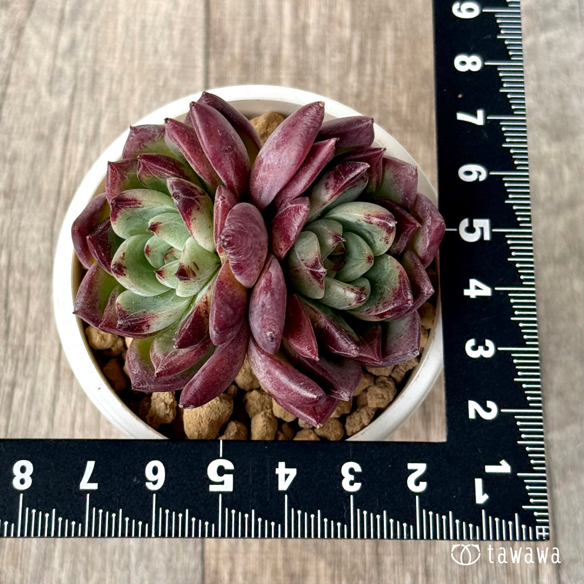 Red Chihiro Special [Two Heads] (Air Magic Farm Seedling)