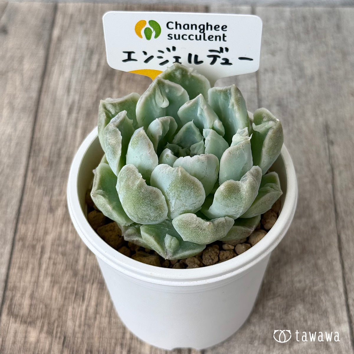 エンジェルデュー【1】（チャンヒー農園苗） – 多肉植物の通販・販売