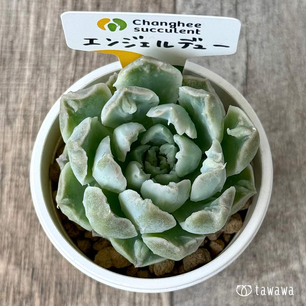 エンジェルデュー【1】（チャンヒー農園苗） – 多肉植物の通販・販売