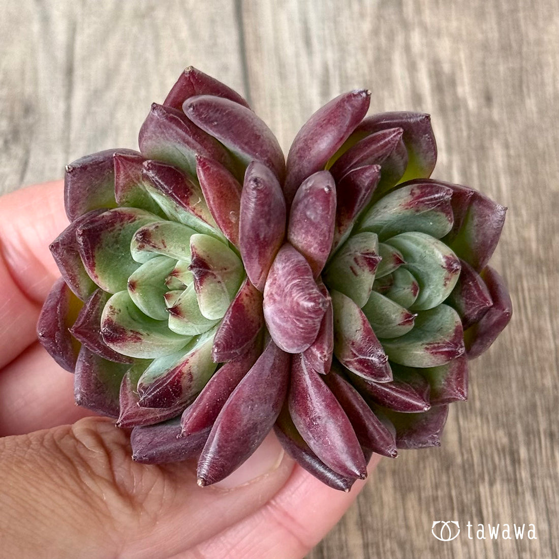 *新入荷* レッドチヒロ スペシャル【双頭】(エアーマジック農園苗)