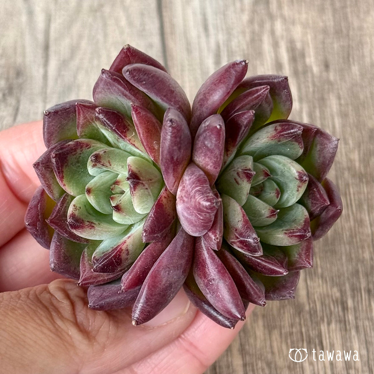 ＊新入荷＊　レッドチヒロ　スペシャル【双頭】（エアーマジック農園苗）