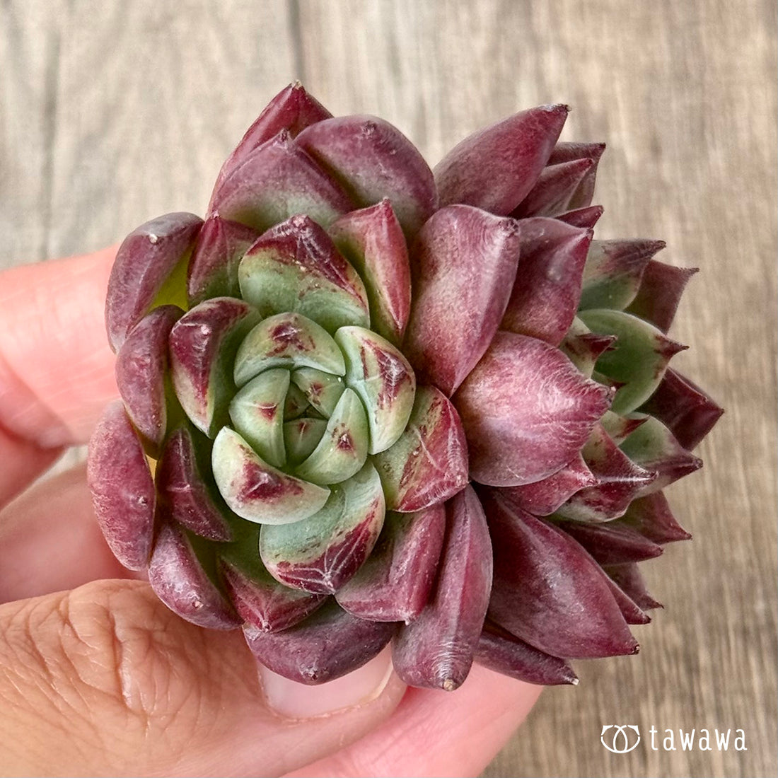 ＊新入荷＊　レッドチヒロ　スペシャル【双頭】（エアーマジック農園苗）