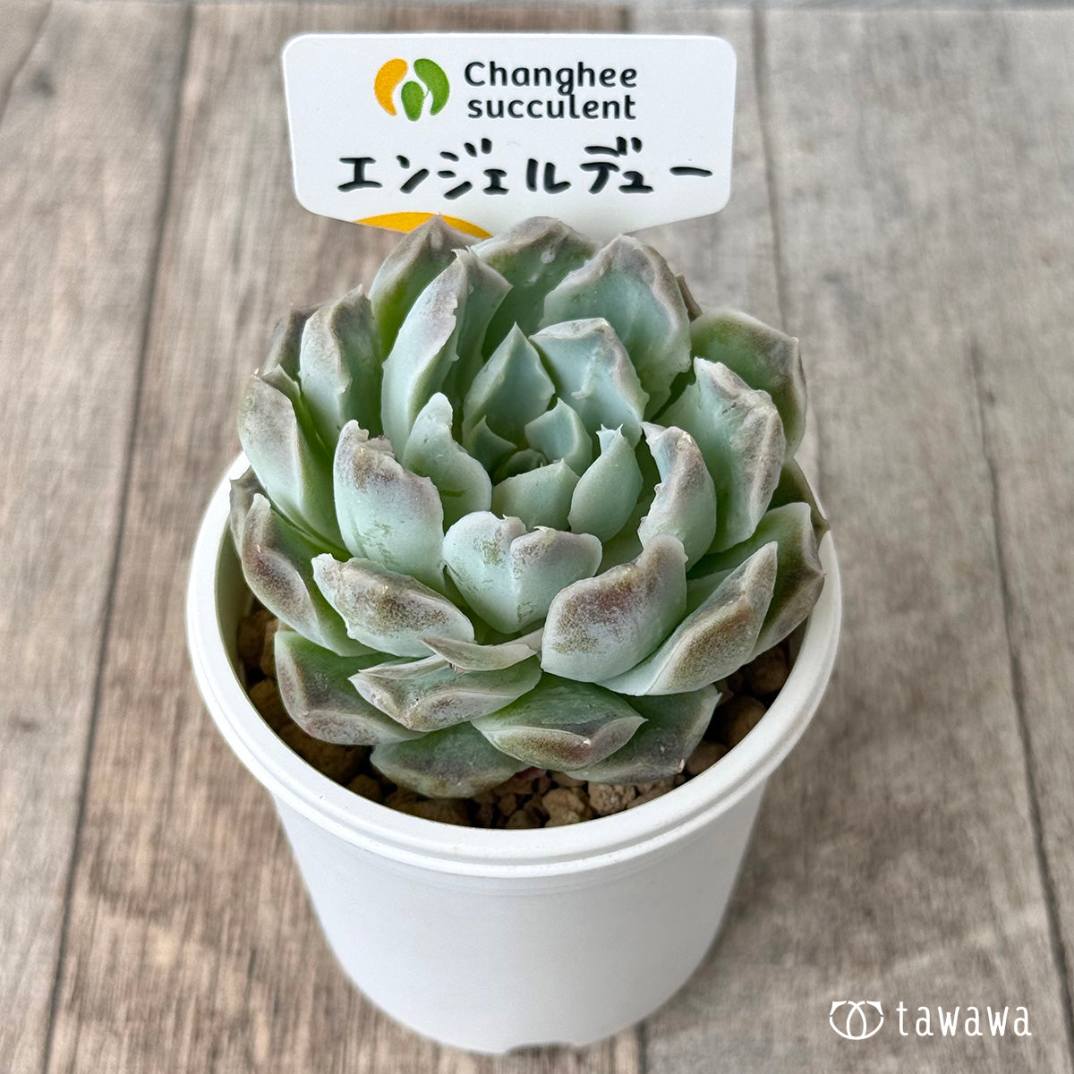 エンジェルデュー【２】（チャンヒー農園苗）