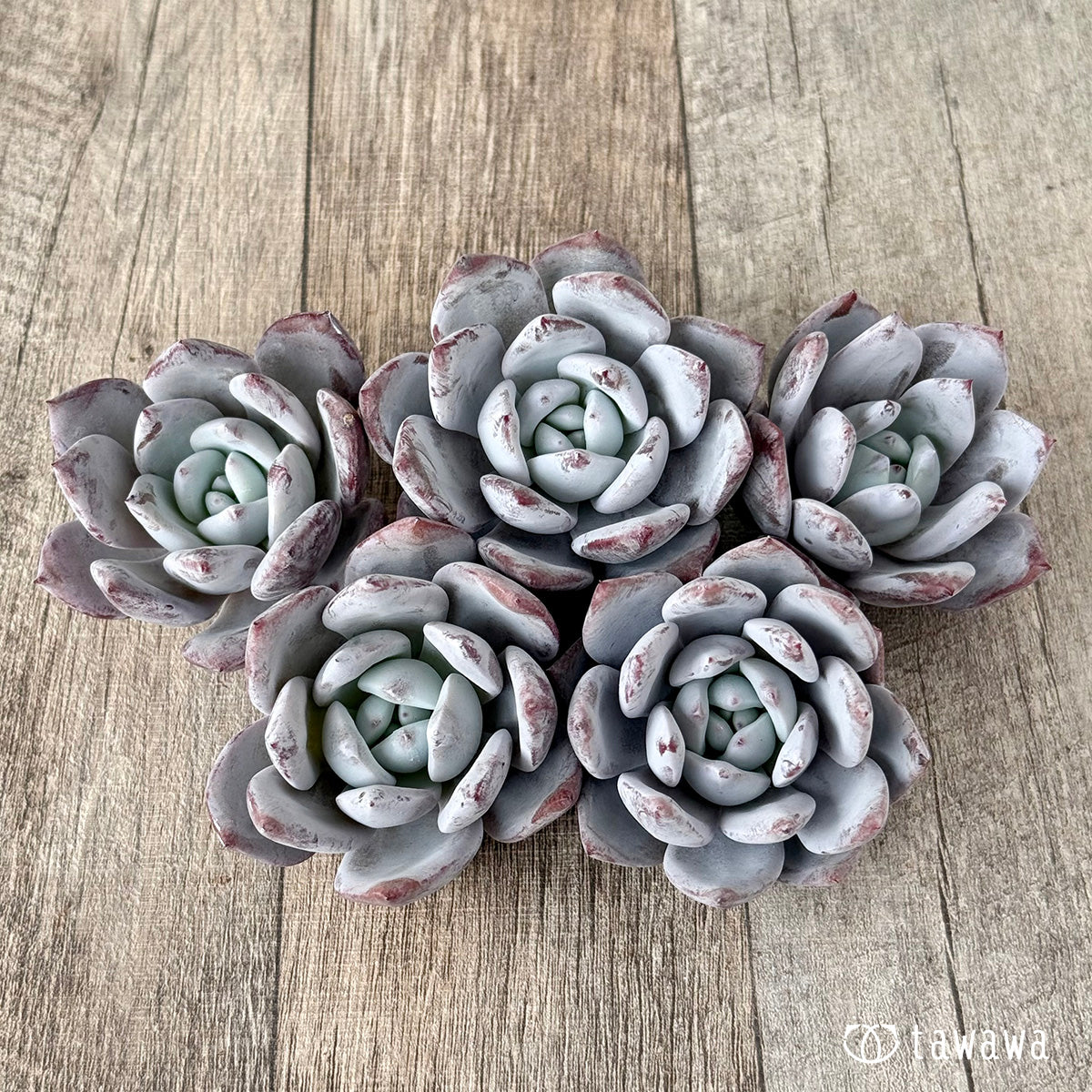 Snow King (Air Magic Garden Seedlings)