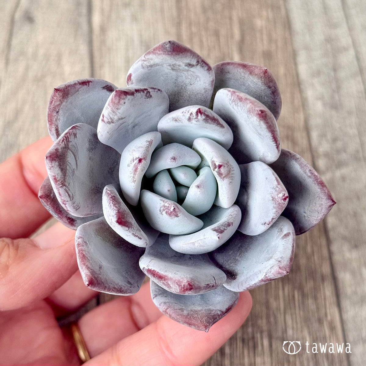 Snow King (Air Magic Garden Seedlings)