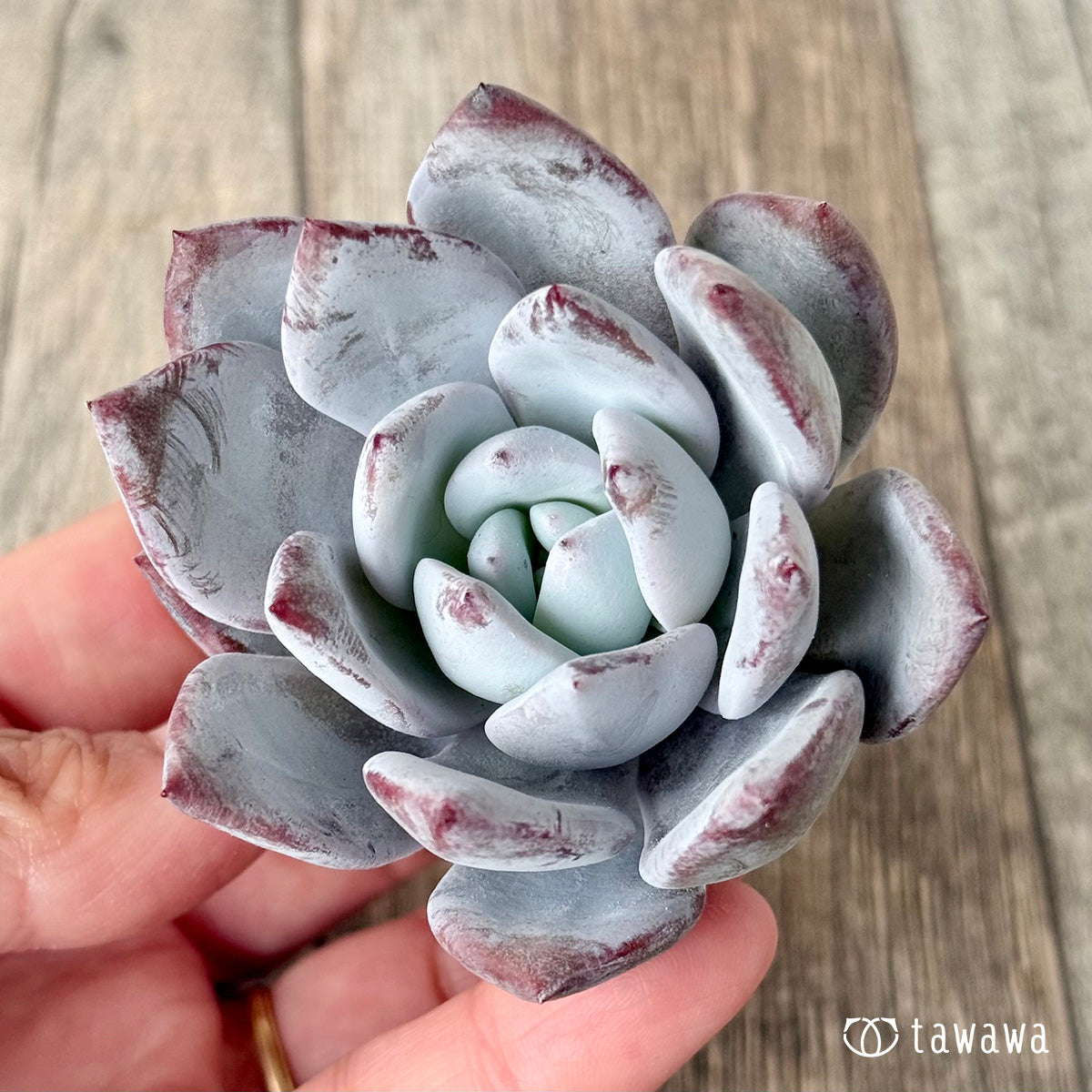 Snow King (Air Magic Garden Seedlings)