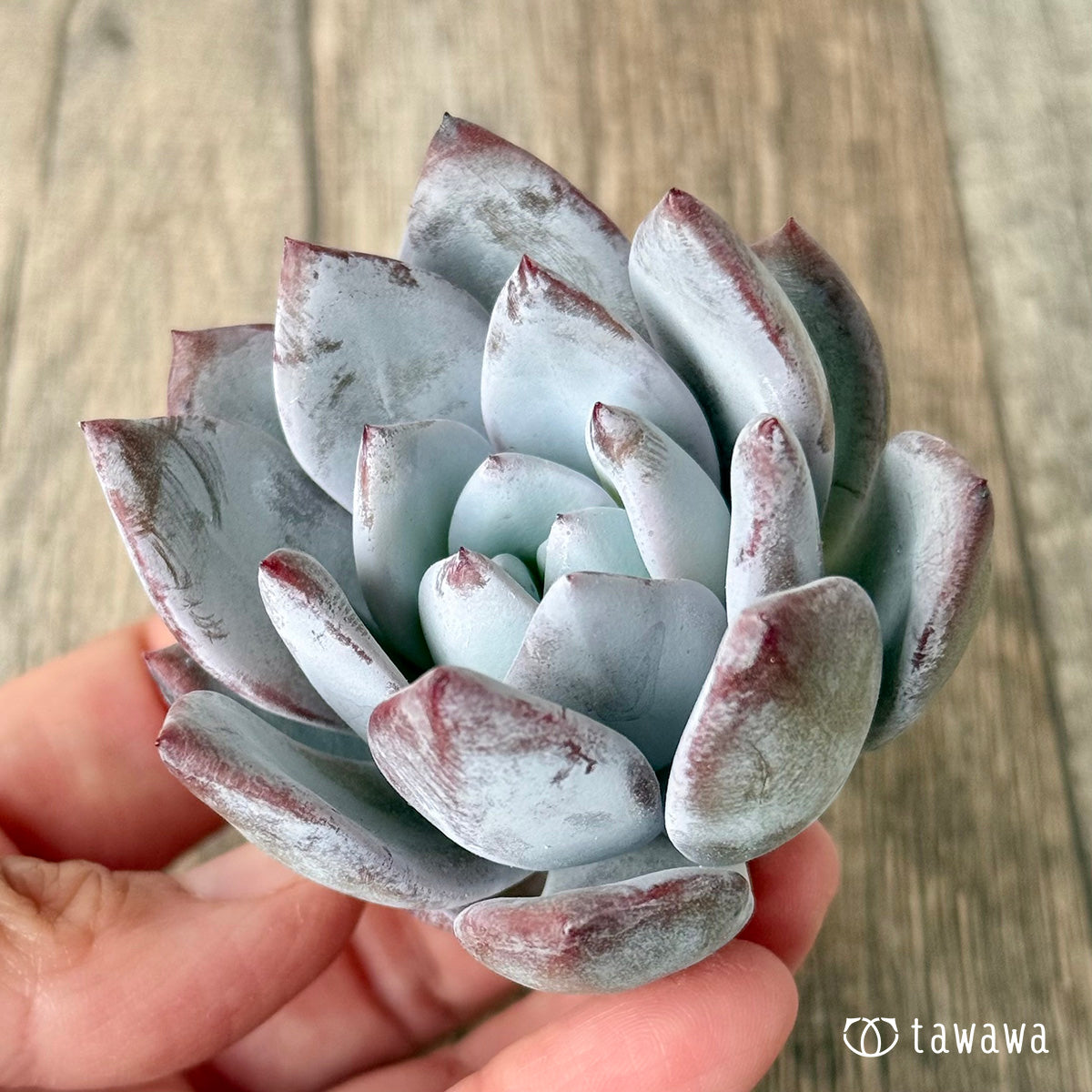 Snow King (Air Magic Garden Seedlings)