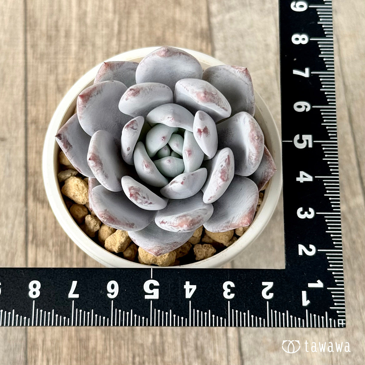 Snow King (Air Magic Garden Seedlings)
