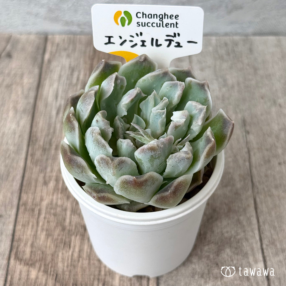 エンジェルデュー【３】（チャンヒー農園苗）