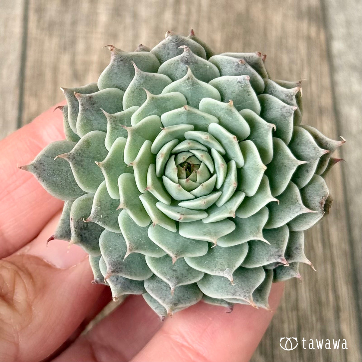 Apollo (Air Magic Farm Seedlings)